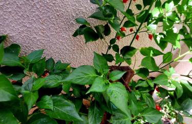 Casa aconchegante com 2 quartos climatizados - Foto 17