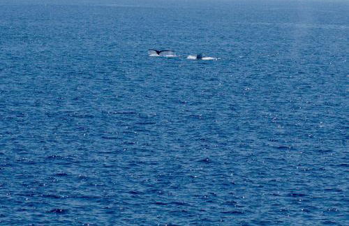 Direct Oceanfront, Big Island Home - Foto 25