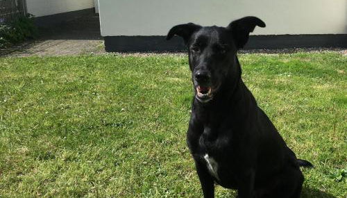 Haus Hallig Hooge - Foto 4