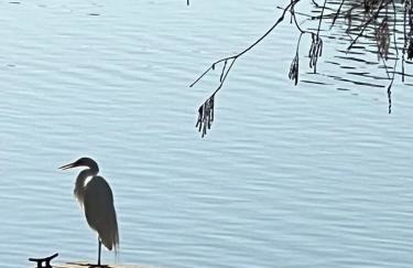 Kingwood Cottage - 10 mins from IAH - Lake Front - Foto 1