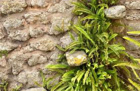 Agroturisme Son Cardaix - Foto 9