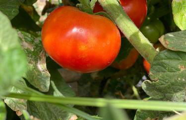 CASA rural DOLORES en Adeje - Foto 40