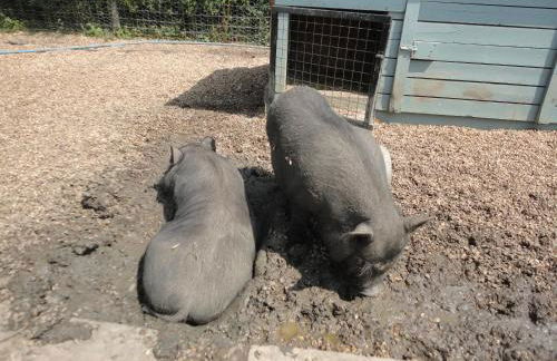 Willow Court Farm Studio South & Petting Farm, 8 mins from Legoland & Windsor, 15 mins from Lapland UK - Foto 92