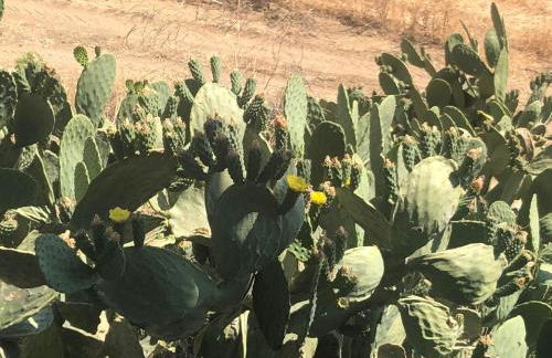 Masseria Baglio Perciata - Foto 14