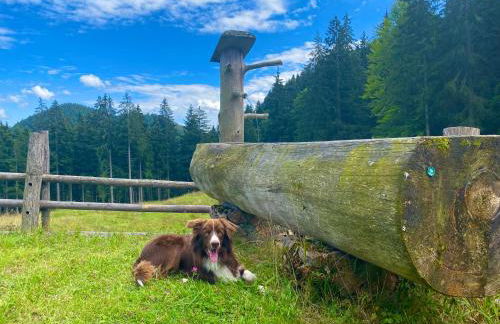 Dammerer Hof inkl. Chiemgaukarte - Foto 12