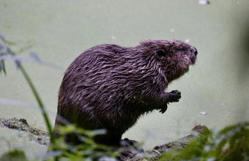 Luxury 4 Bed Farmhouse on Rewilding Estate - Foto 37