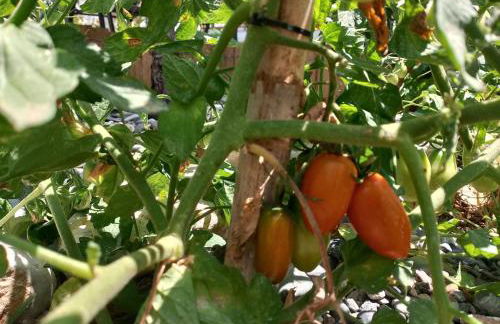 White lilies the house of gourmet flavours - Foto 42