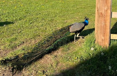 Maud Heath's Snug - Foto 34