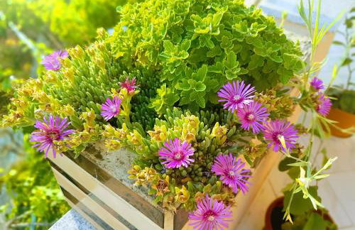 Apartments Villa Marija - Foto 29