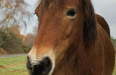 Corner Cottage - character, charm, great location. - Foto 70