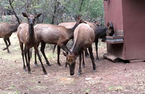 Cabin Getaway near to Pine, Arizona that is Perfect for a Family Vacation - Foto 9