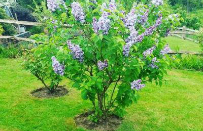 The Retreat - Foto 24