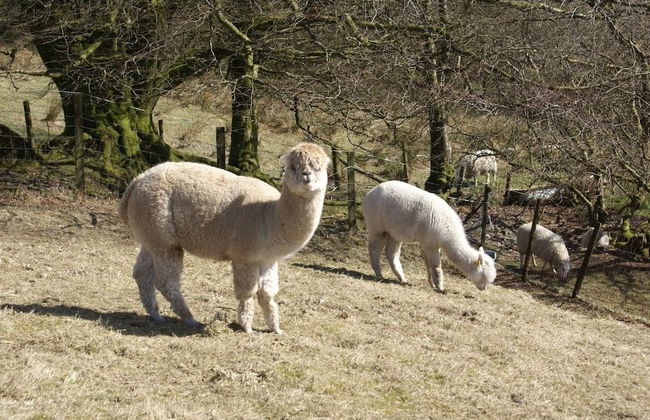 Inviting 2-bed Cottage in Newcastle Emlyn - Foto 19