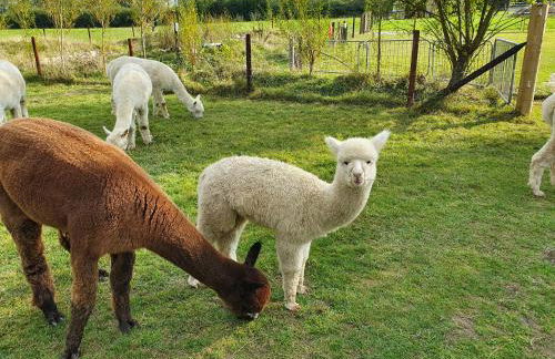Dartmoor Reach Alpaca Farm - Foto 12