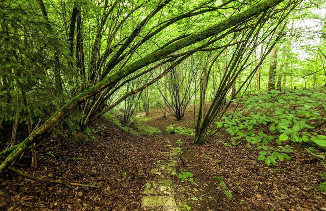 Cozy Escape in Bohon - Photo 35