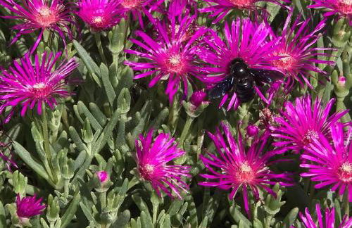 San Lorenzo - Foto 4