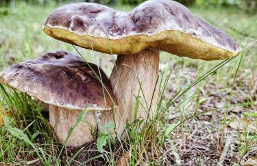 Bobrowa Ostoja - Photo 49