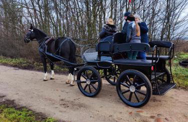 Vigor Horses - Foto 59