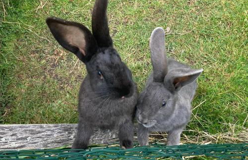 Kienbronnerhof - Foto 6