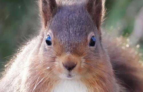 All 3 Cottages - Exclusive Use - Foto 21