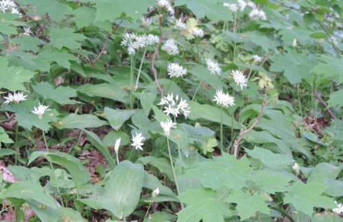 Pod Miotełką - Foto 12