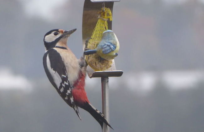 Hanssen in Lindau/lake Constance - Foto 10