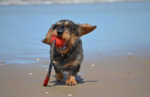 Hof am Meer "Seeperle" - Foto 23