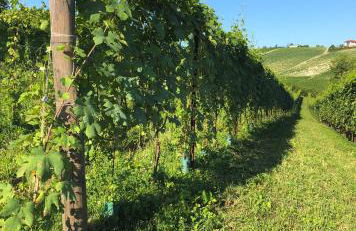 Cascina BELLONUOVO - Photo 59