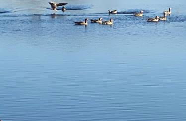 Ferienhaus Xantenamera in Xanten-Wardt am See - Foto 33