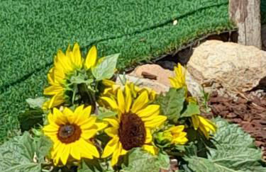 Monte do Rochinha - Foto 76