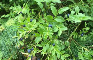 Blockhaus im Kuckuckswinkel - Foto 10