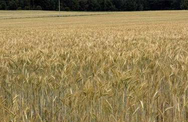 W Tarczynach - mazurski dom z widokiem na jezioro - Foto 14