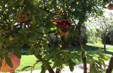 Agriturismo Alturetta - Foto 11