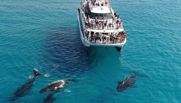 Boat surrounded by whales during the tour