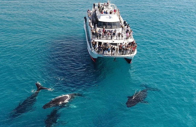 Whale Watching in Moreton Bay - Photo 4
