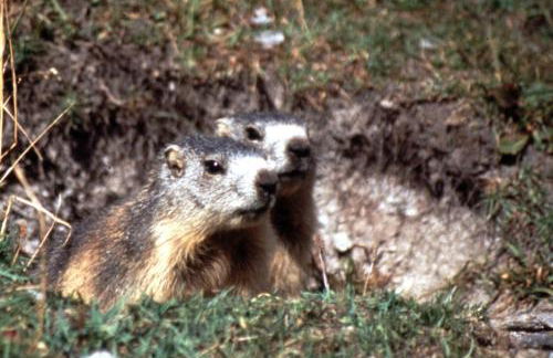 Le Barlèt23 pers Hameau des Chazals Nevache Hautes Alpes - Photo 13