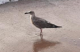 Perełka Kopań - Foto 44