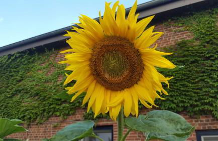 Fewo Storchennest - Foto 16