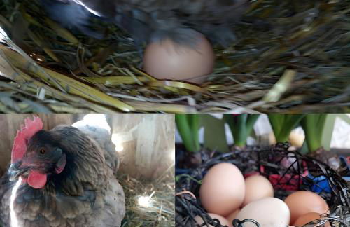 Bergeriedekakisse Mercantour - Foto 30