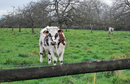 La Bourgandie - Foto 24