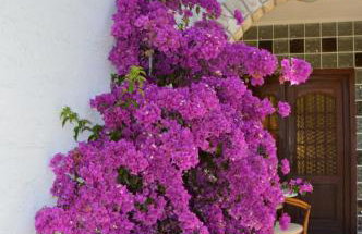 Apartmani Misic - Foto 13