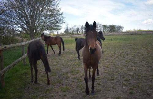 Idylle auf dem Reiterhof bei Husum - Foto 36