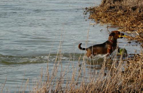 Appartement auf Rügen - Foto 74