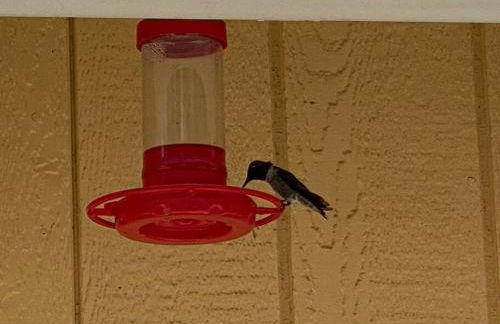 Waxberry Getaway Sequoia/Kings Canyon National Pks - Foto 71