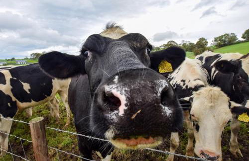 2 Bed in Gwyddelwern 80318 - Foto 14