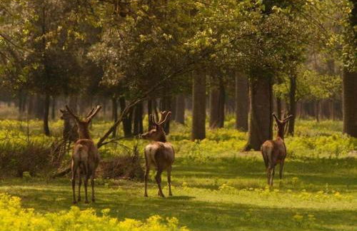 Characteristic Apartment in Codigoro With Pool - Foto 82