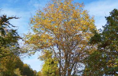 Ferienwohnung Moselherz - Foto 28