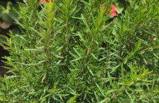 Peloponnese Hideout - White house with the sea view - Photo 77