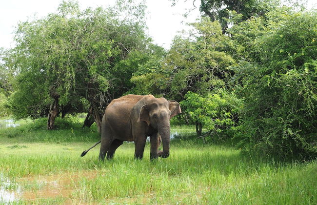 Prasad Suomi Villa - Foto 21