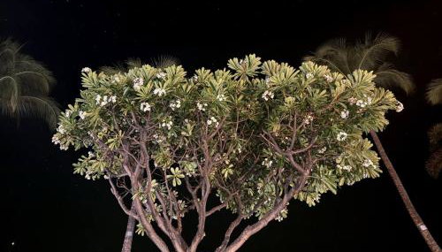 Lahaina Studio: Beachfront, Mountain View, Hot Tub - Foto 4, Other